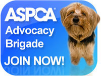 Advocacy-blue-dog.jpg